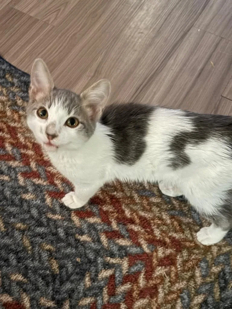 A baby medium-sized male Domestic Short Hair cat named Tangelo for adoption in Little Rock, AR