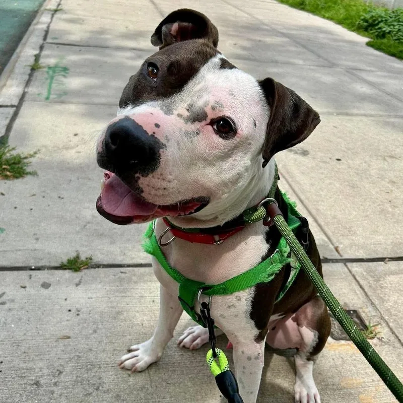 An adult medium-sized male Tricolor (Brown, Black, & White) American Staffordshire Terrier dog named Diego for adoption in Long Island City, NY