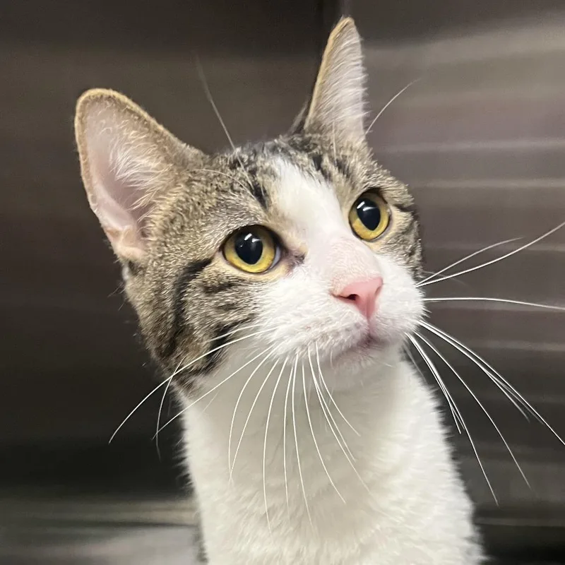 An adult medium-sized male Brown / Chocolate Domestic Short Hair cat named Trixx for adoption in Oak Park, IL