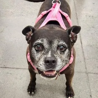 A senior medium-sized female American Staffordshire Terrier dog named Catalina Brightwell for adoption in Las Vegas, NV