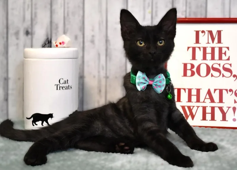 A baby small-sized male Domestic Medium Hair cat named Kirk for adoption in Roanoke, TX