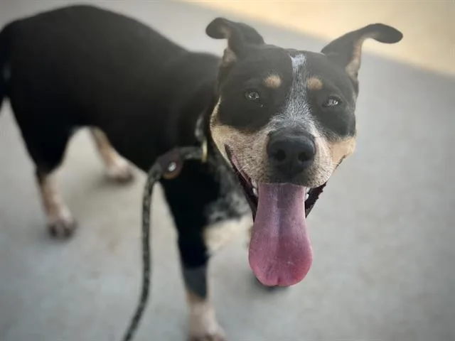A young medium-sized female Mixed Breed dog named Waverly for adoption in Charlotte, NC
