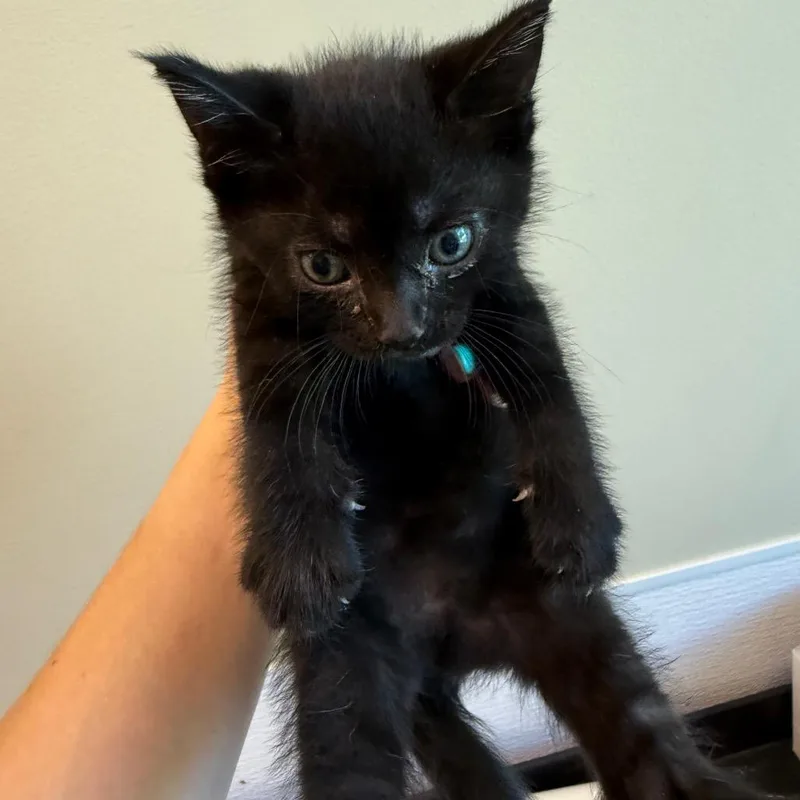 A baby small-sized male Domestic Short Hair cat named Thackery Binx for adoption in Norman, OK
