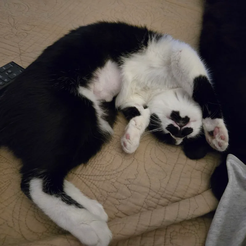 Mustache Indoor Only