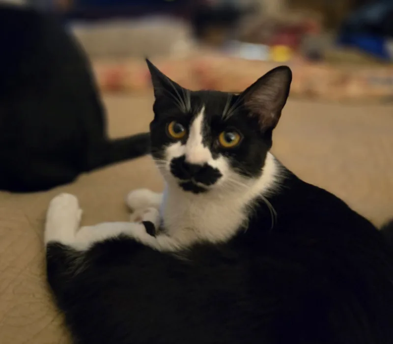 Mustache Indoor Only thumbnail 2