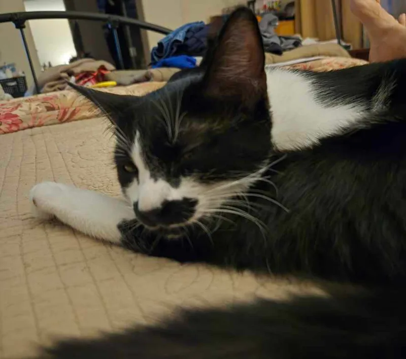 Mustache Indoor Only thumbnail 3