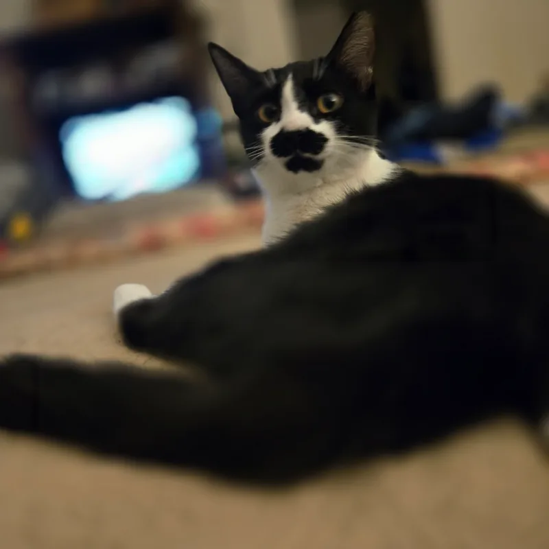 Mustache Indoor Only thumbnail 4