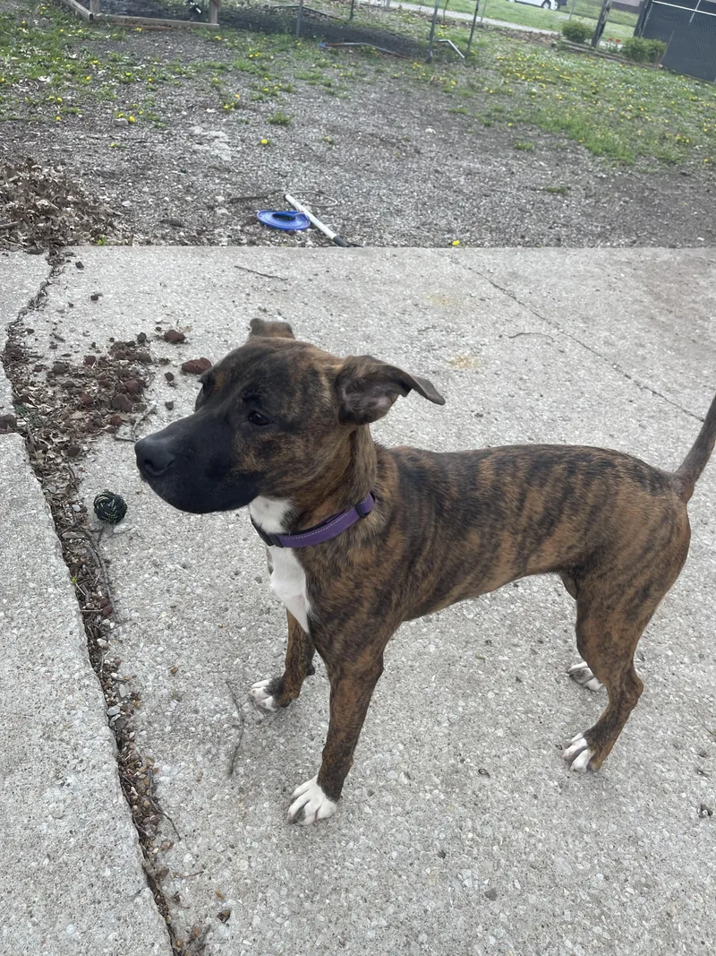 A young large-sized female Boxer dog named Piper for adoption in Marshall, MO
