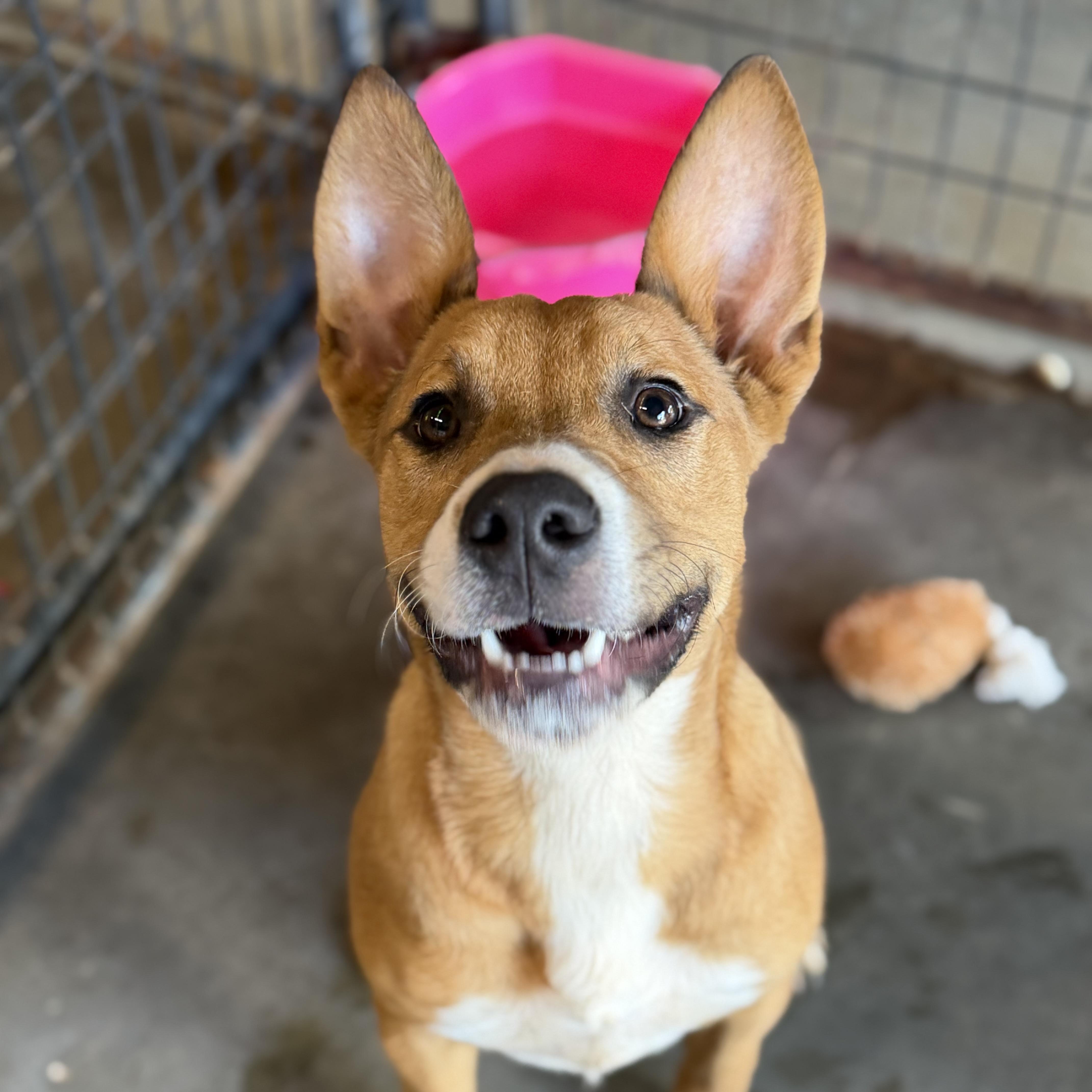 A young medium-sized female Tricolor (Brown, Black, & White) Labrador Retriever dog named Jackie for adoption in Columbia, SC