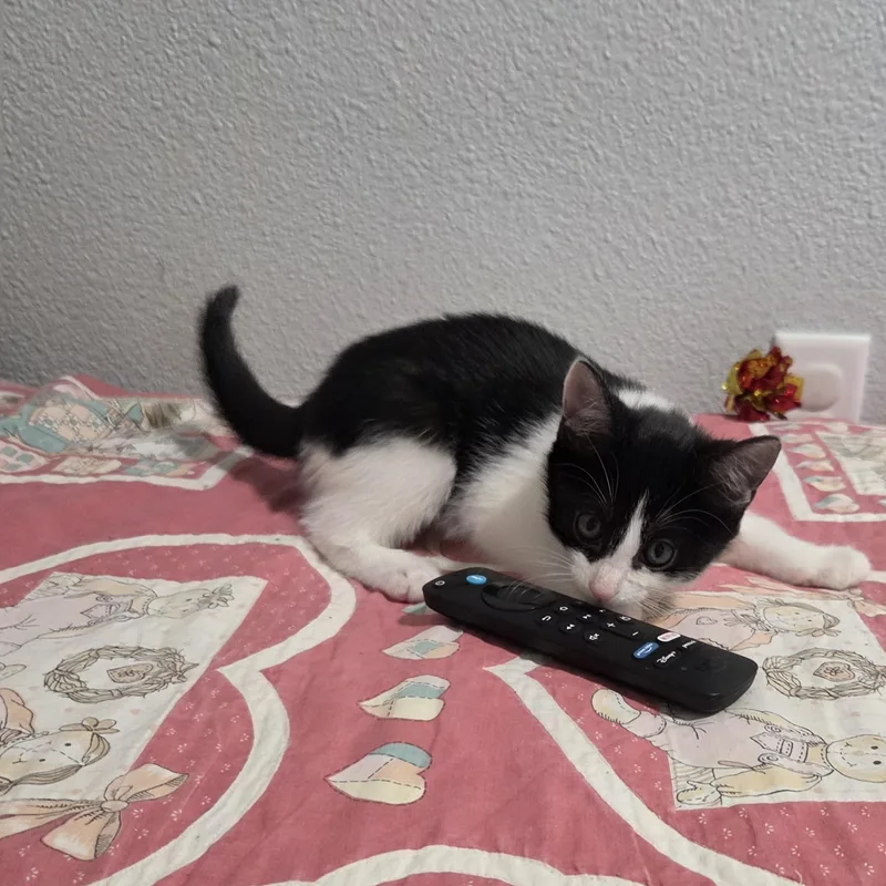 A baby small-sized male Black & White / Tuxedo Domestic Short Hair cat named Prime for adoption in Indianapolis, IN
