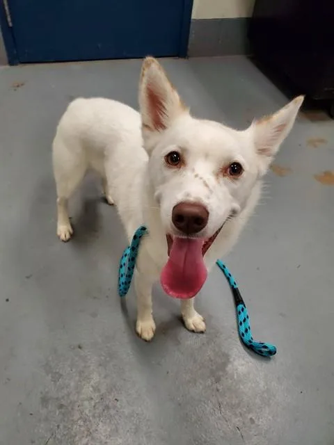 A young small-sized male Husky dog named Colt for adoption in Peoria, IL