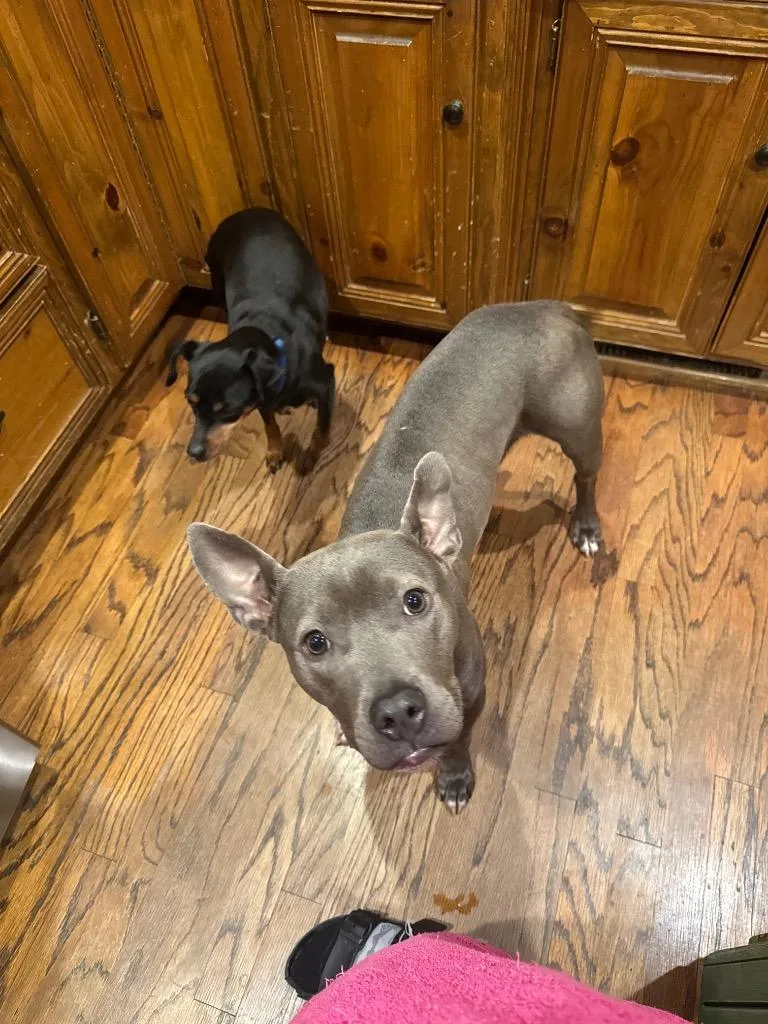 Moon Pie Aka Cricket