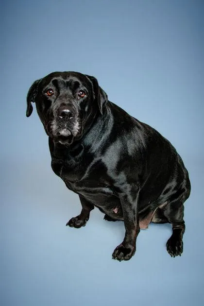 A senior extra large-sized female Labrador Retriever dog named Wilma for adoption in Knoxville, TN