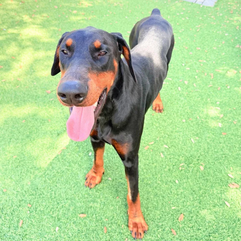 A young medium-sized male Doberman Pinscher dog named Sawyer for adoption in Oakland Park, FL