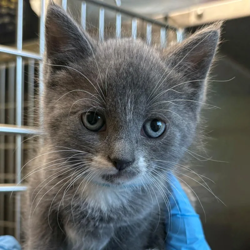A baby small-sized male Gray / Blue / Silver Domestic Short Hair cat named Mickey for adoption in East Hanover, NJ