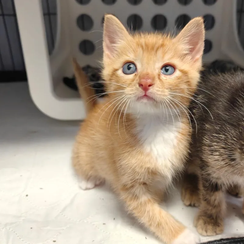A baby small-sized male Orange / Red Domestic Short Hair cat named Henry for adoption in New Orleans, LA