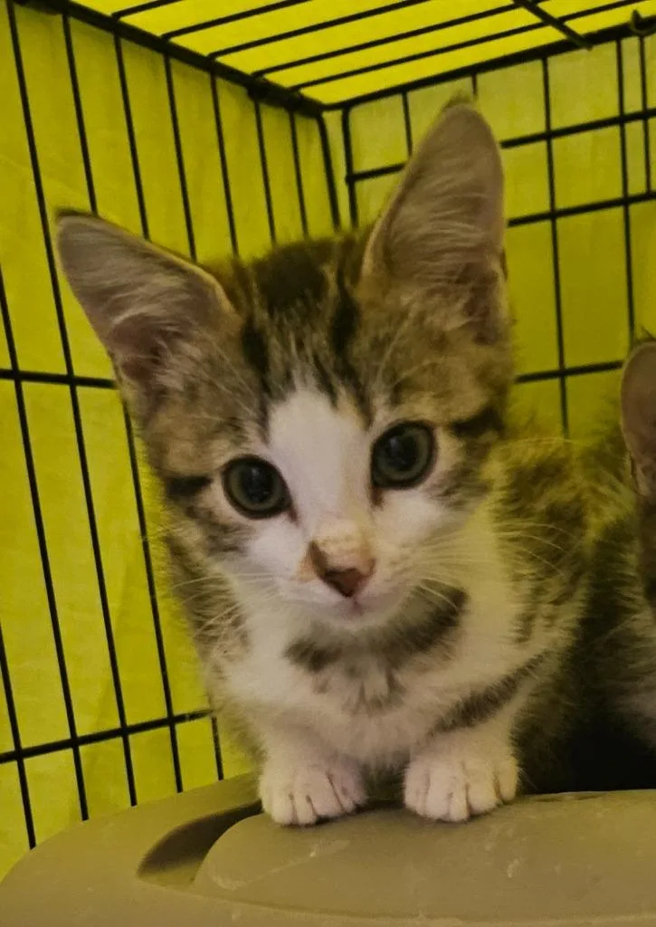A baby small-sized female Domestic Short Hair cat named Zinnia Oaklynn for adoption in Minneapolis, MN