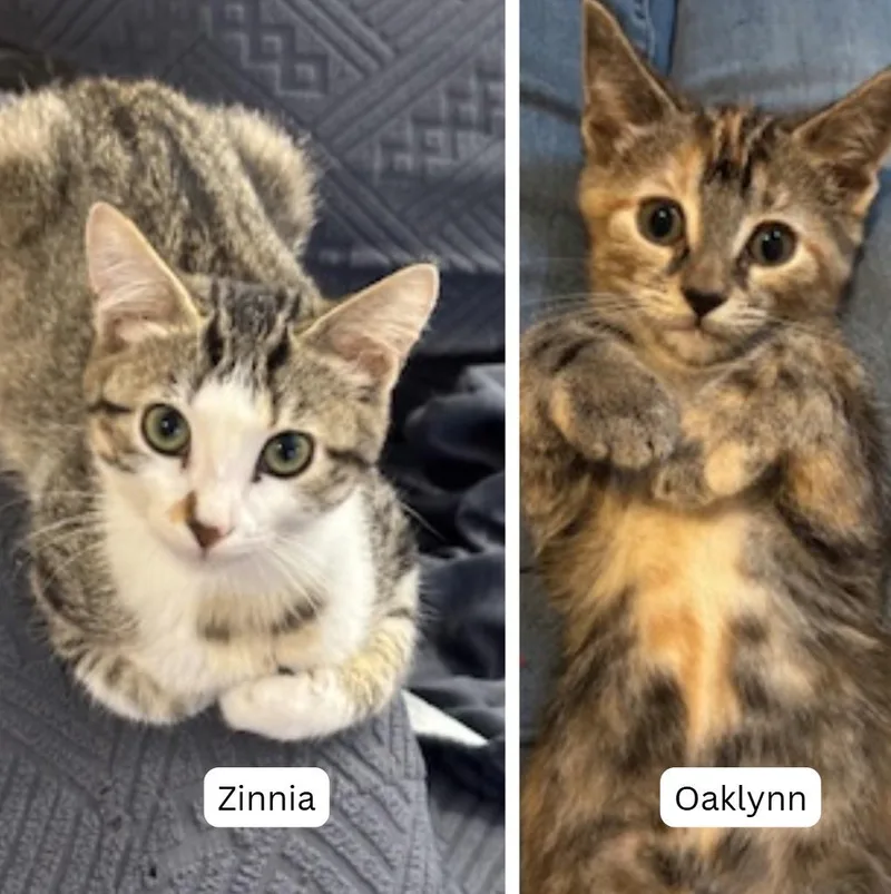 Zinnia  Oaklynn thumbnail 2