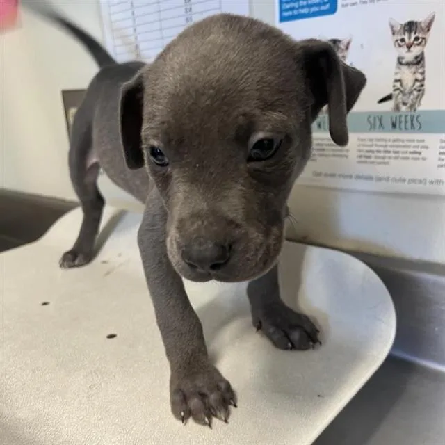 A baby small-sized male American Staffordshire Terrier dog named Toast for adoption in San Antonio, TX