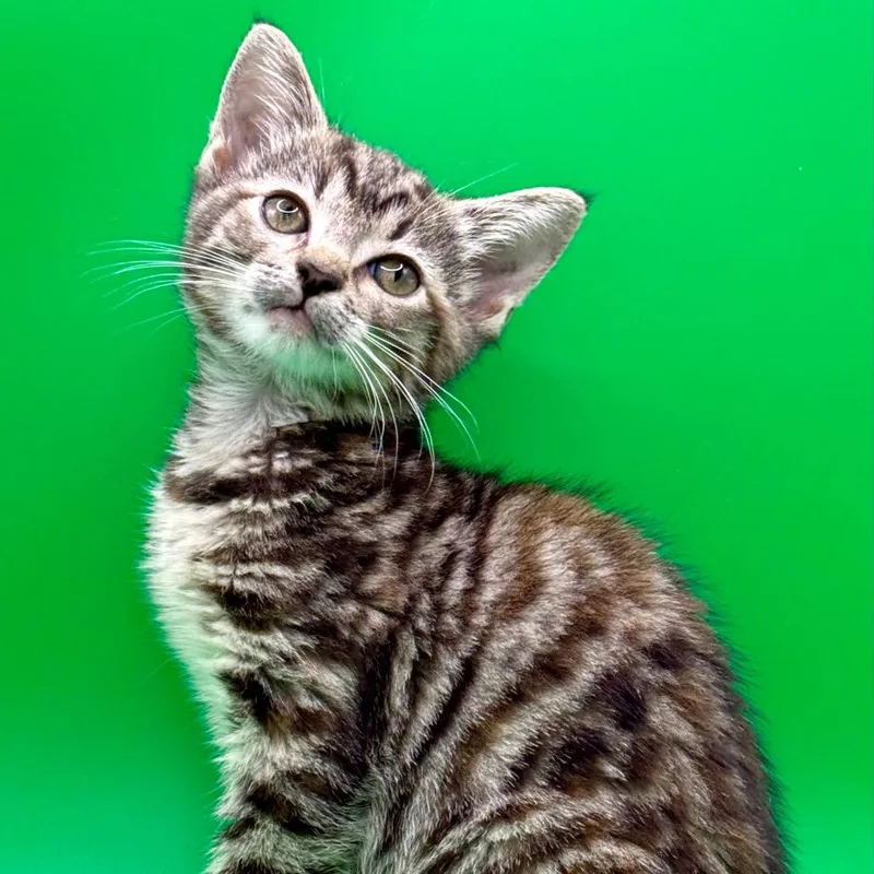 A baby small-sized female Brown / Chocolate Domestic Short Hair cat named Booya for adoption in Los Angeles, CA