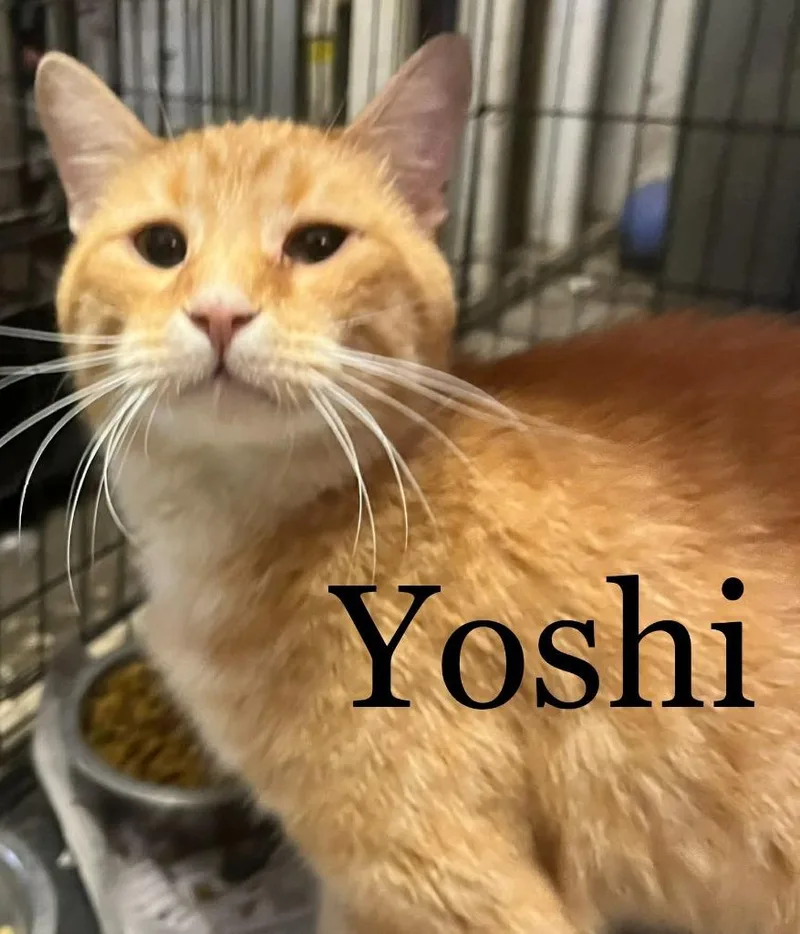 Yoshi