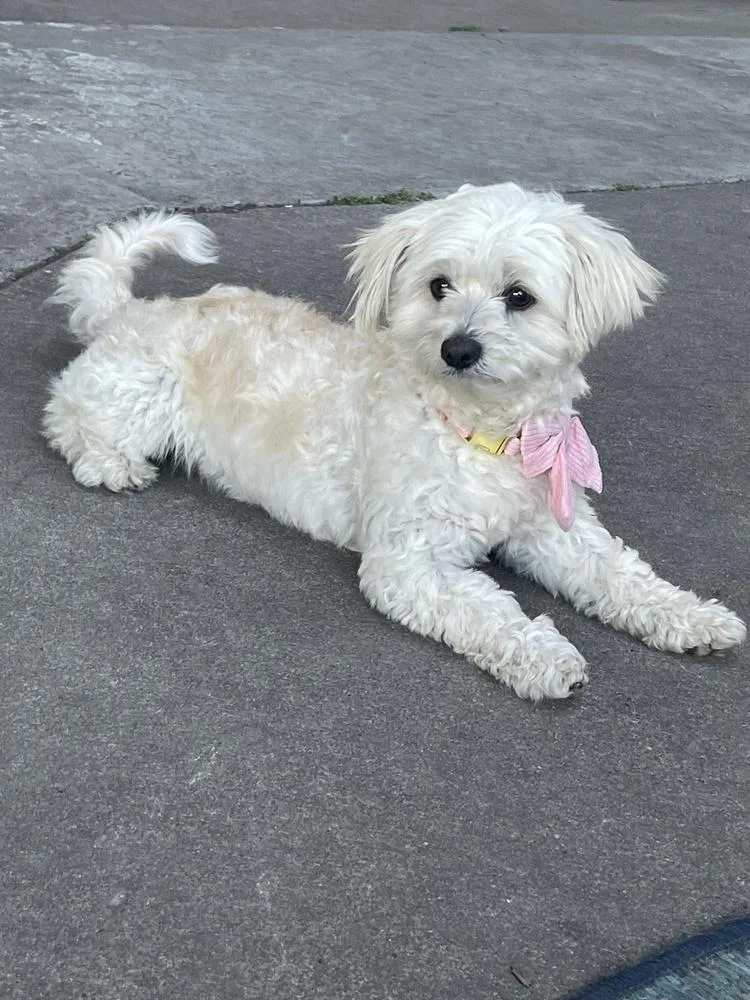 A young small-sized female White / Cream Maltese dog named Priscilla for adoption in Pleasant Hill, CA