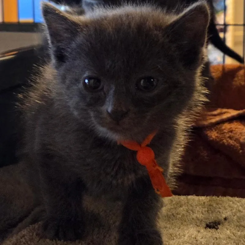 A baby small-sized female Gray / Blue / Silver Domestic Short Hair cat named Bluey for adoption in Hanna City, IL