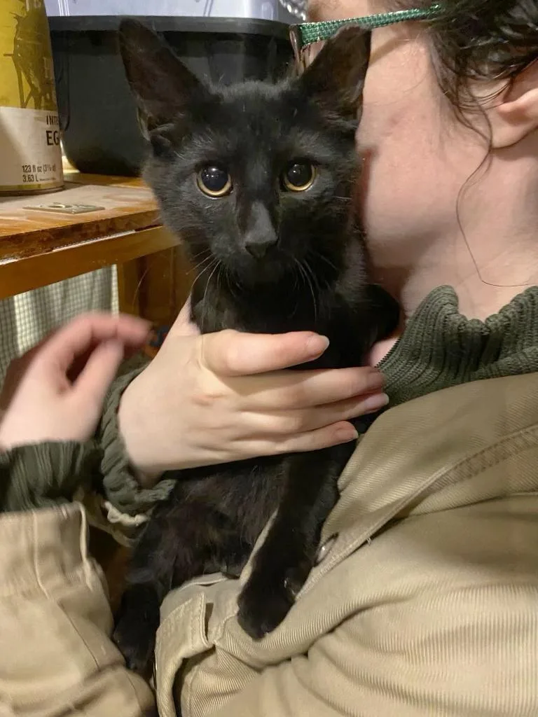 A young medium-sized male Black Domestic Medium Hair cat named Jan Jansen for adoption in Philadelphia, PA