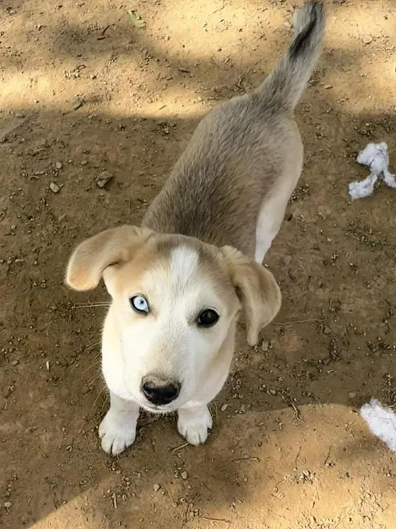 A baby medium-sized female Siberian Husky dog named Blondie for adoption in Salisbury, MD