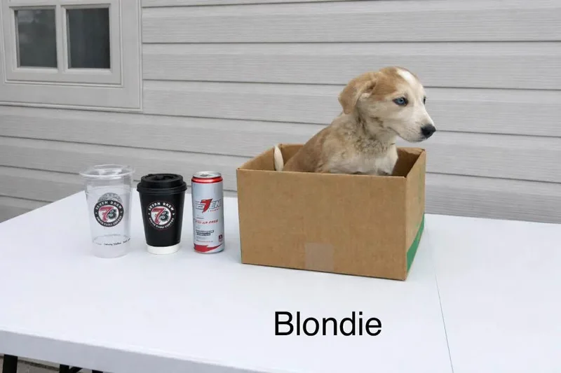 Blondie thumbnail 2