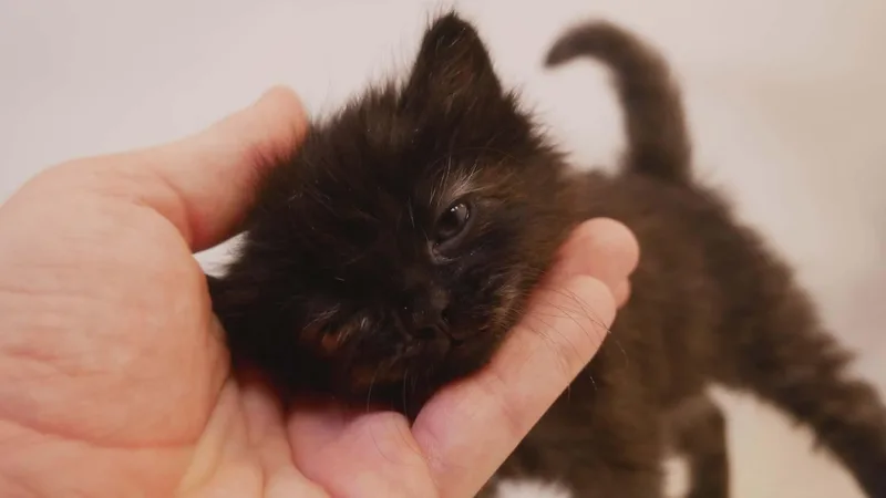Mocha thumbnail 4