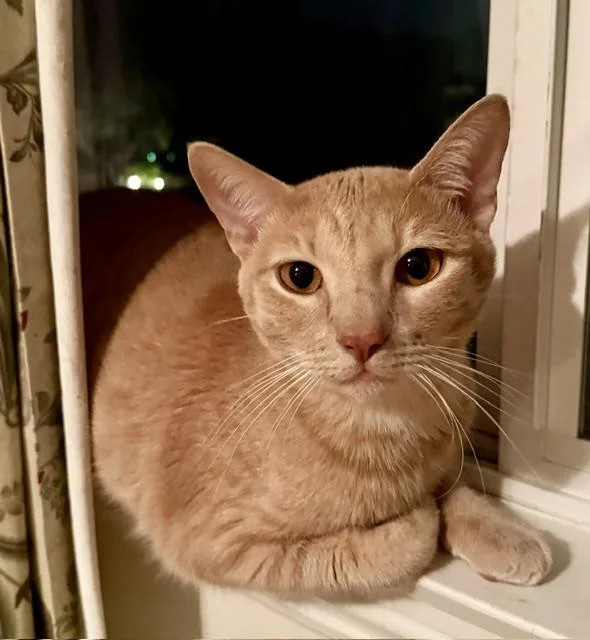 An adult medium-sized male Buff / Tan / Fawn Domestic Short Hair cat named Simba for adoption in Camarillo, CA