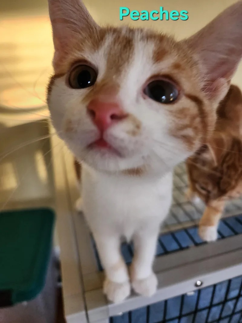 A baby small-sized female Orange & White Domestic Short Hair cat named Peaches for adoption in Warminster, PA