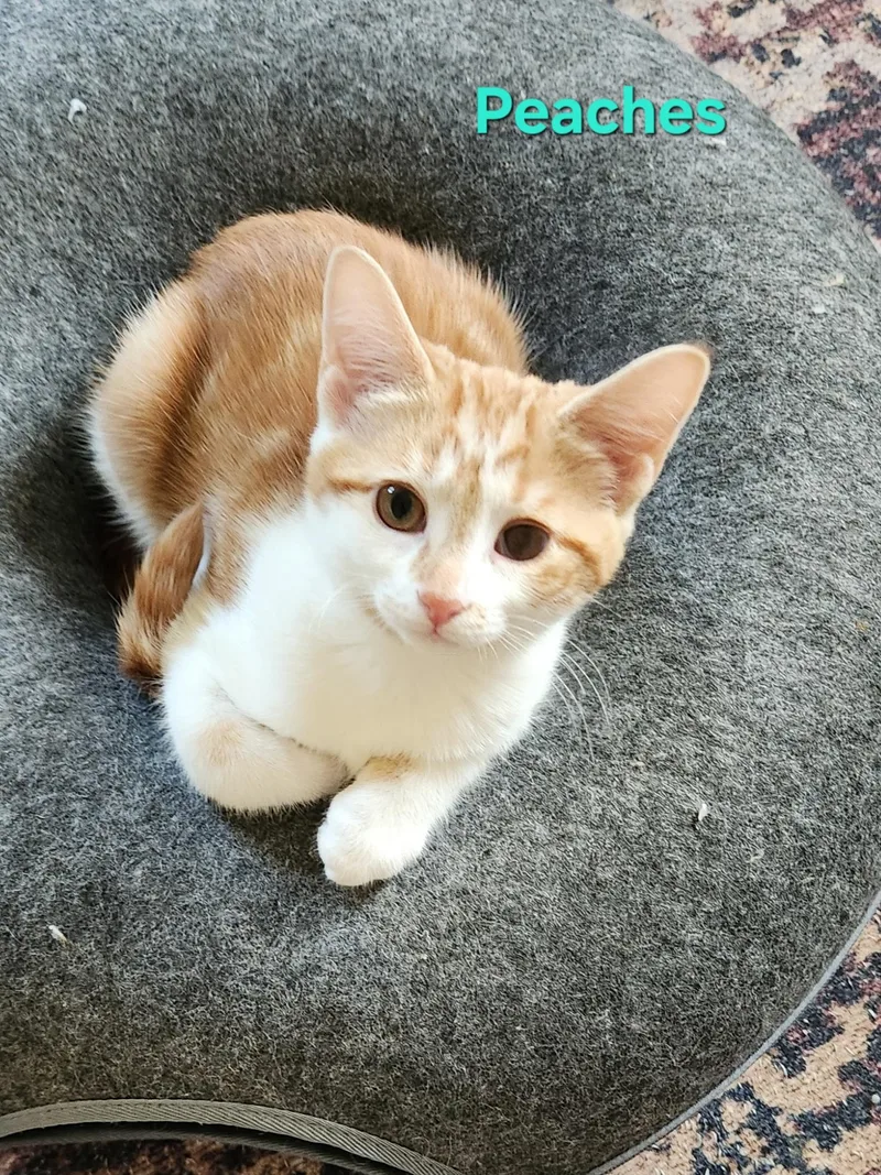 Peaches thumbnail 3