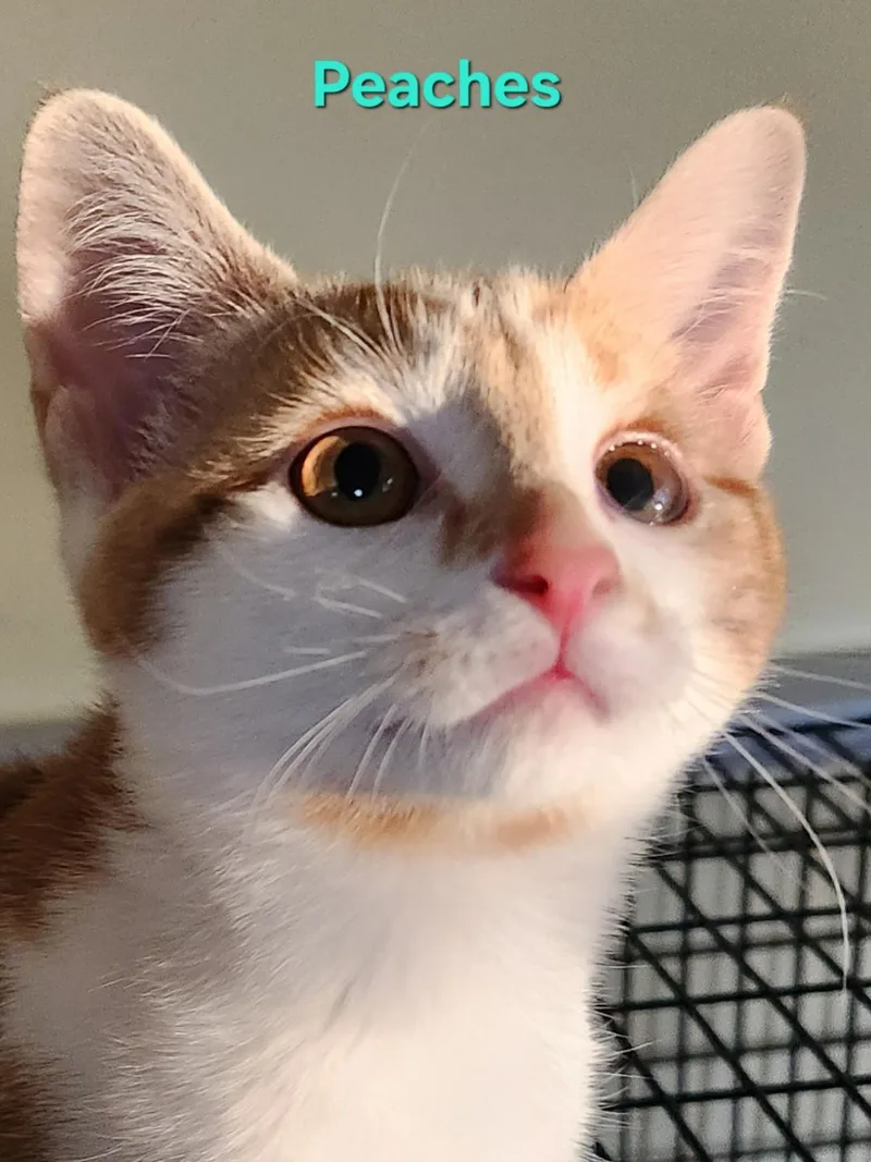 Peaches thumbnail 4