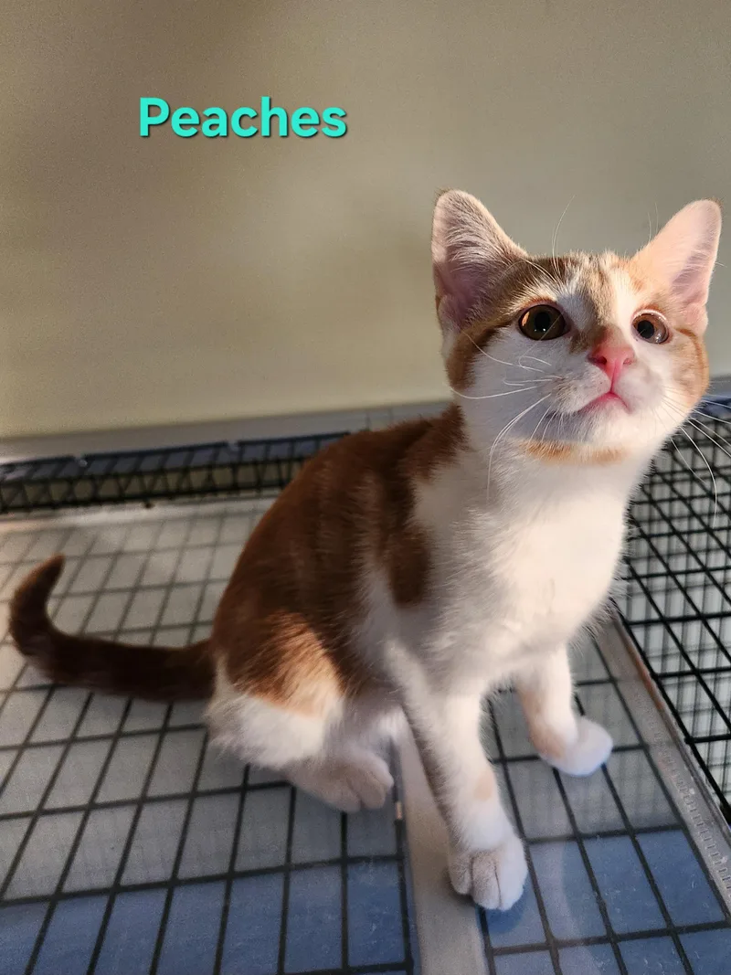 Peaches thumbnail 5