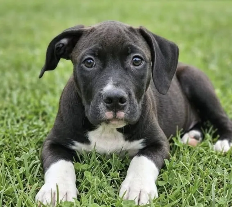 A baby medium-sized male Tricolor (Brown, Black, & White) Labrador Retriever dog named Pup Banana for adoption in Washington, DC