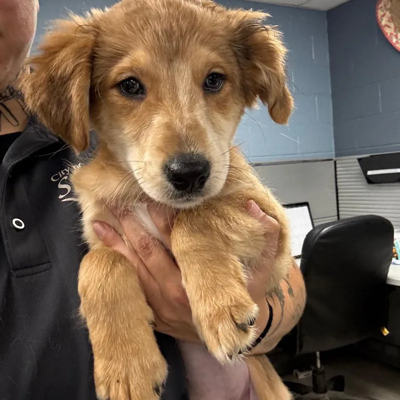 A baby small-sized female Brown / Chocolate Mixed Breed dog named Lavender for adoption in St Joseph, MO