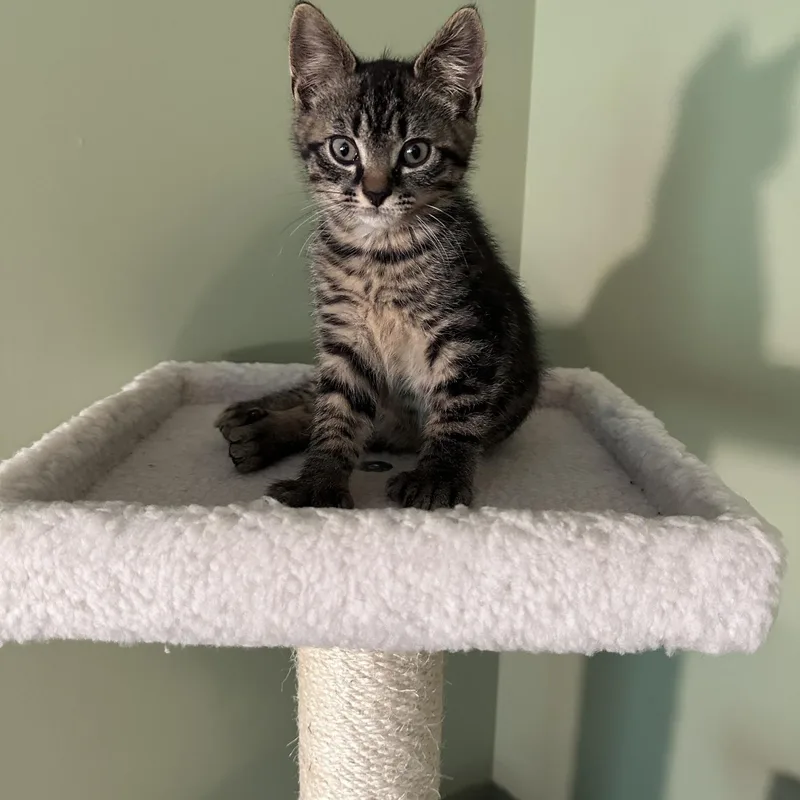A baby small-sized male Tabby (Brown / Chocolate) Domestic Short Hair cat named Mookie for adoption in Salisbury, MA