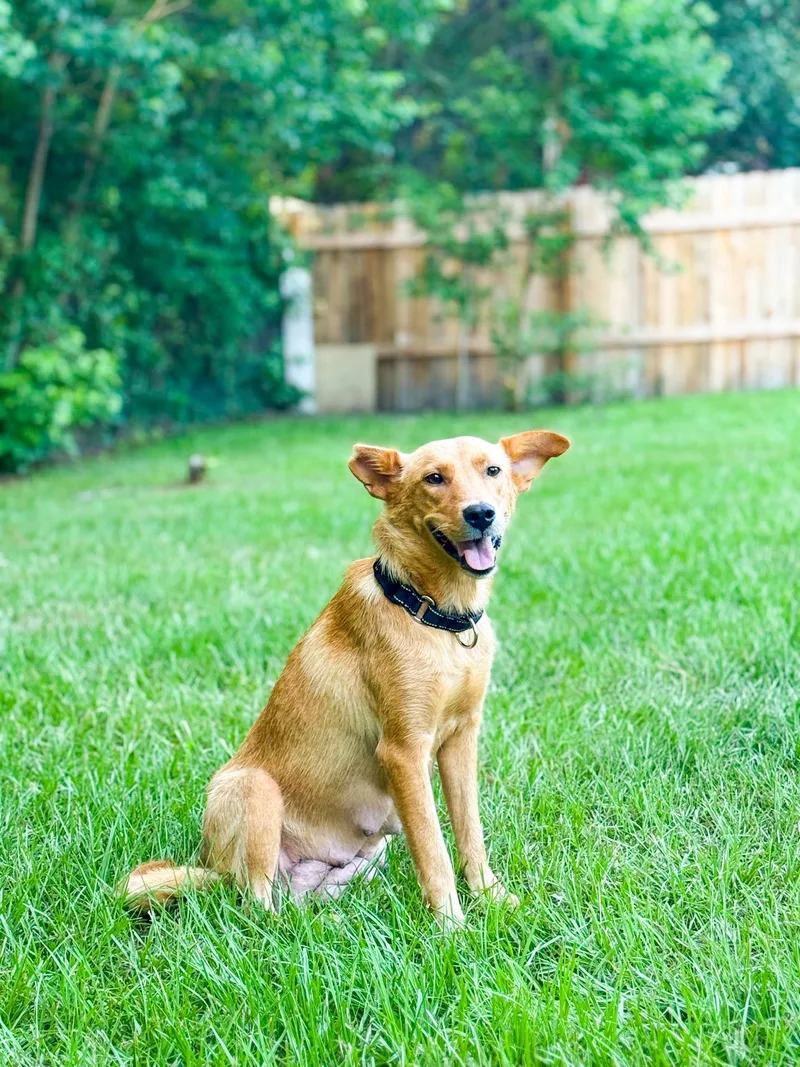 A young medium-sized female Mixed Breed dog named Liberty for adoption in Charleston, SC