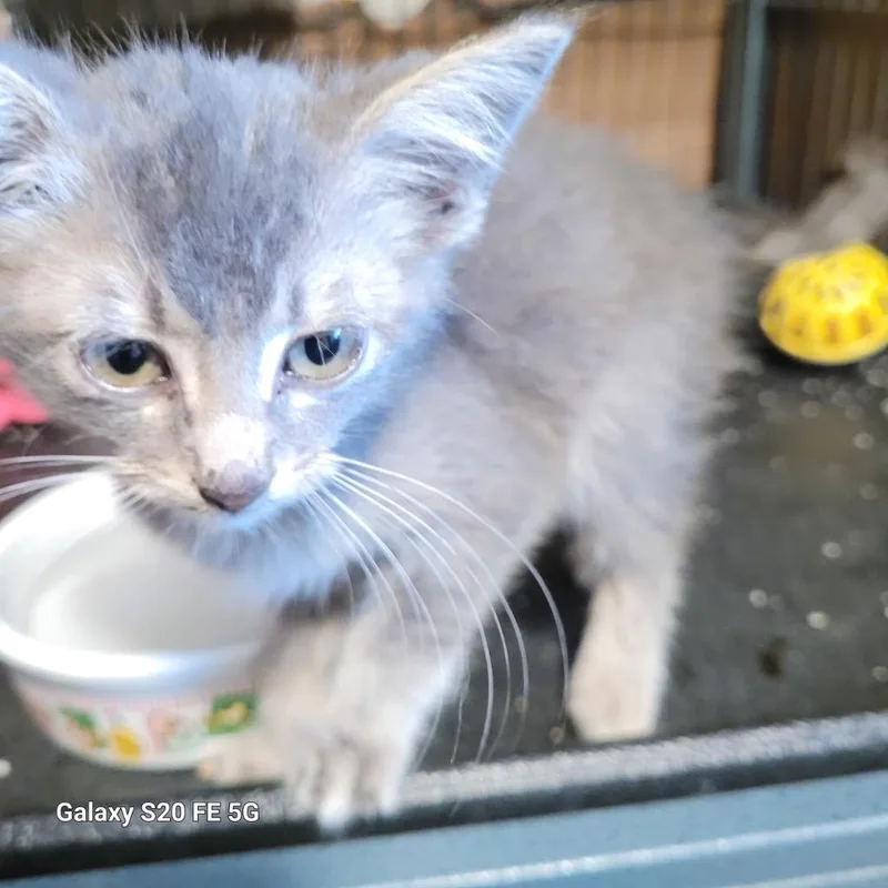 A baby small-sized male Domestic Short Hair cat named Owen for adoption in Lewisville, TX