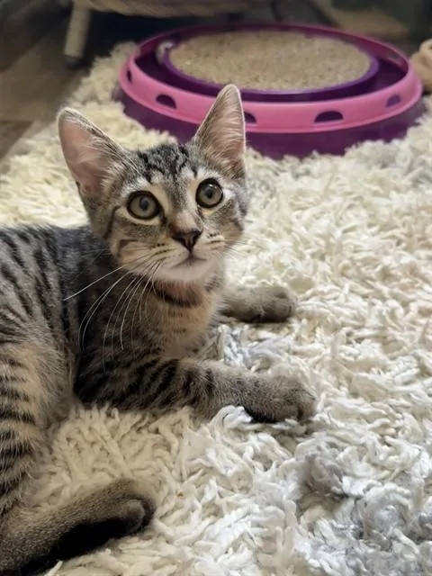 A baby small-sized male Domestic Short Hair cat named Kaleb for adoption in Westminster, MD