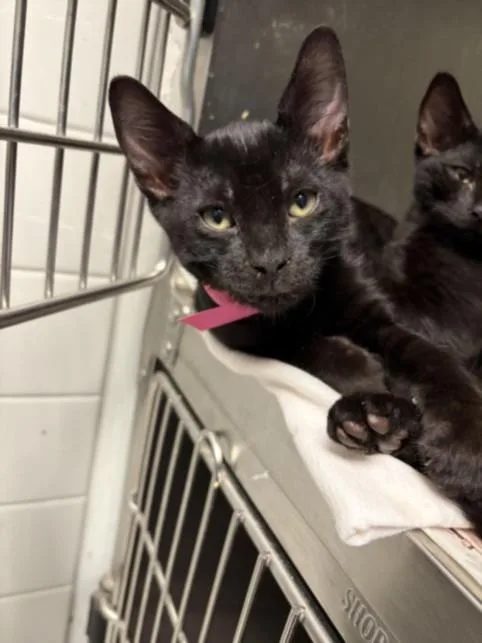 A baby small-sized male Domestic Short Hair cat named Otis for adoption in Los Angeles, CA