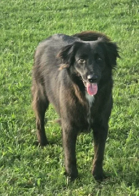 A young medium-sized female Mixed Breed dog named Kit for adoption in Lee, NH