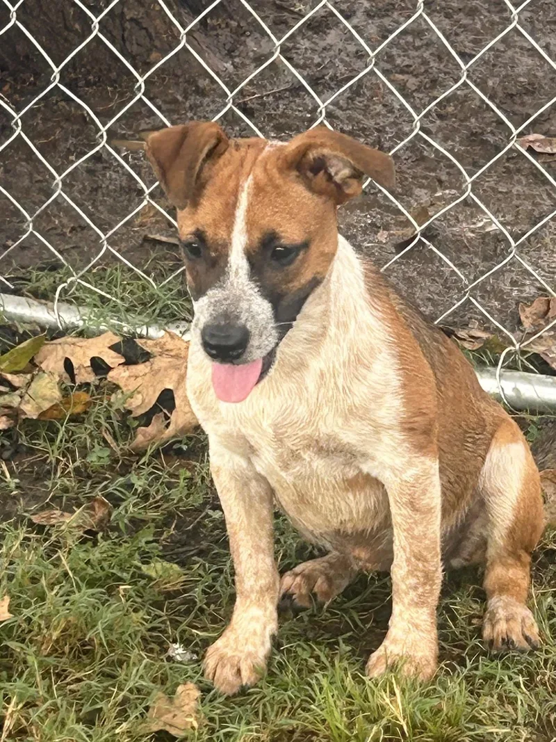 A baby medium-sized female Australian Cattle Dog / Blue Heeler dog named Penny for adoption in Okolona, MS