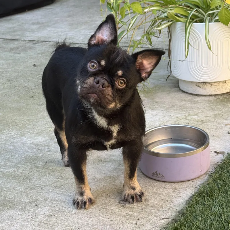 A young small-sized female Brown / Chocolate French Bulldog dog named Gemma for adoption in Rancho Santa Fe, CA