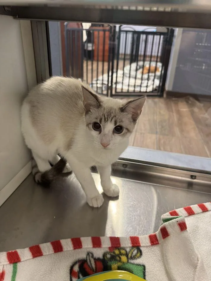 A young small-sized female Domestic Short Hair cat named Lawana for adoption in Hilton Head Island, SC