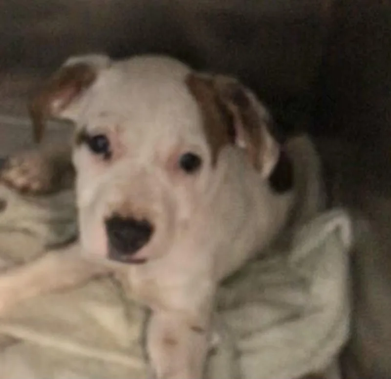 A baby medium-sized female White / Cream Labrador Retriever dog named Matilda for adoption in Parma, OH