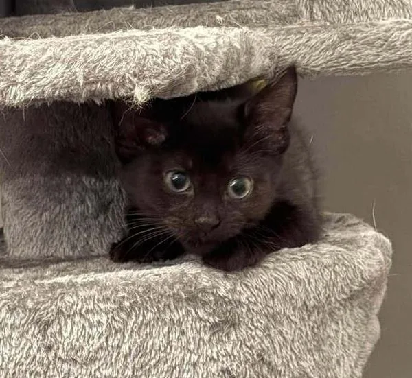 A baby small-sized male Domestic Short Hair cat named Hot Pavement for adoption in Chicago, IL