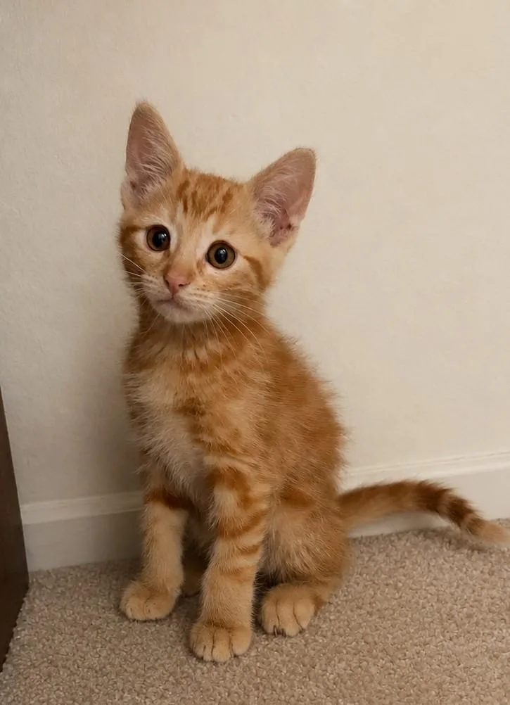A baby medium-sized male Tabby (Orange / Red) Tabby cat named Cheeto for adoption in San Juan Capistrano, CA